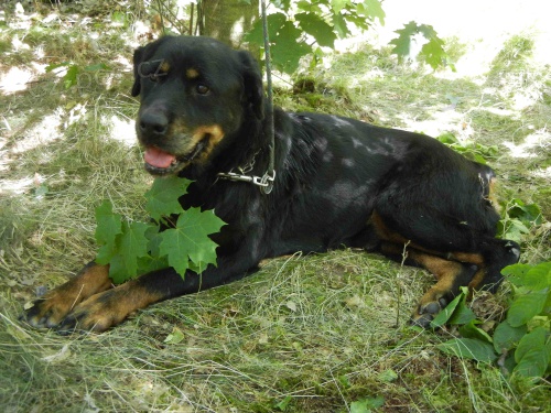 Nlez pivzan u stromu v lese fenky RTW  Behy/Pelousko/Pardubicko