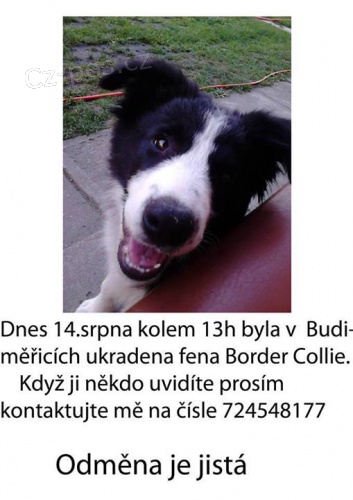 Ztracen tn border collie