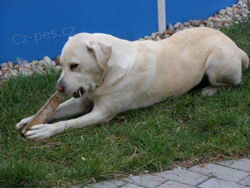 hled se stracen pes Labrador fenka 7 let