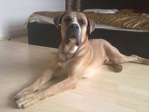 Ztratil se pes, 1,5 ron, plemeno Cane Corso. Lokalita Praha 9 