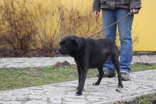 Ztratila se fenka