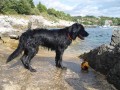 Flat Coated Retriever