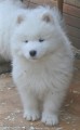 Samojed - tata