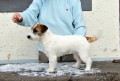 Jack Russell Terrier s PP