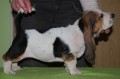 Basset Hound