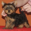 Yorkshire terrier s pp