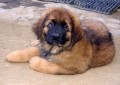 LEONBERGER - tata s PP