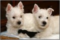 West Highland White Terrier