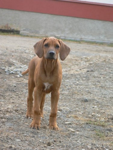 Rhodsk ridgeback