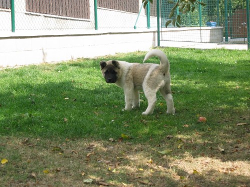 Americk akita - posledn voln tata