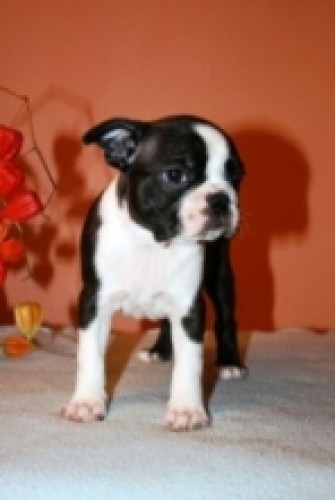 Bostonsk terrier