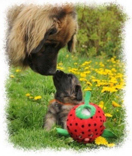 Leonberger - ttka s PP