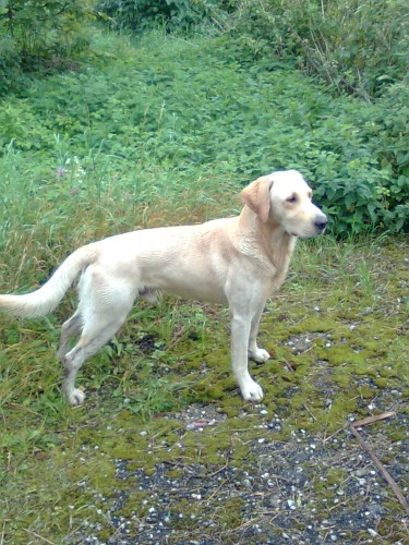 Labrador