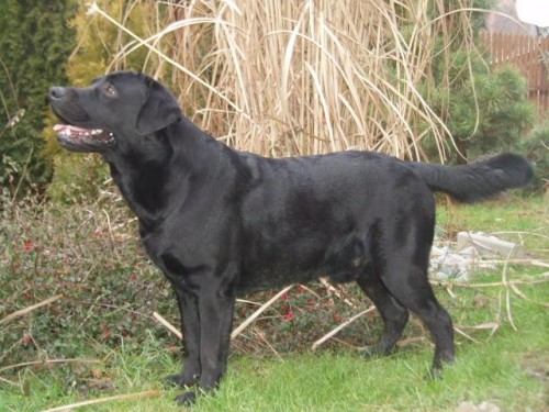 NABDKA KRYT-LABRADORSK RETRIEVER s PP