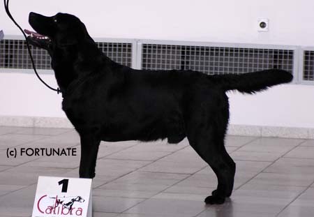 NABDKA KRYT-LABRADORSK RETRIEVER s PP