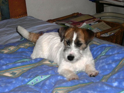 Jack Russell Terrier s PP