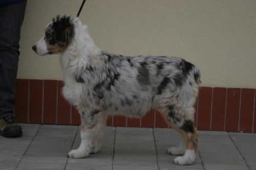 blue merle psi