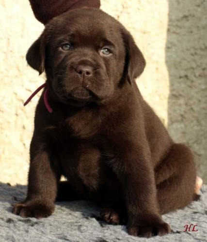 Labrador retriever