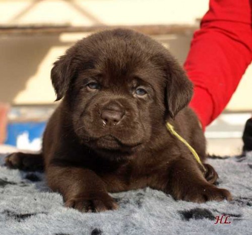 Labrador retriever