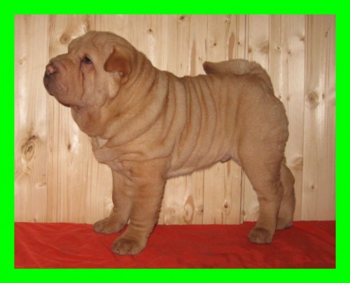 ARPEJ /SHAR-PEI/ z CHUDOBKA