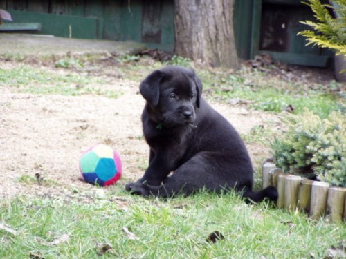 LABRADOR RETRIEVER