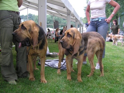 Bloodhound