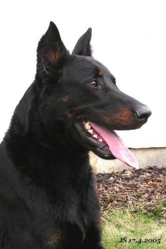 beauceron