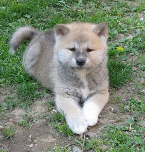 Akita inu ttka