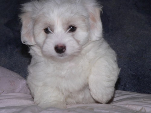 Coton de Tulear