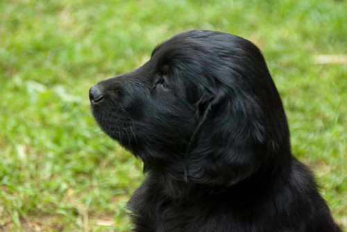 Flat coated retriever