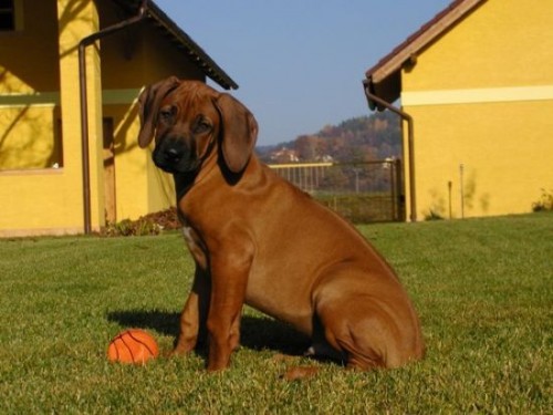 tn Rhodesk ridgeback