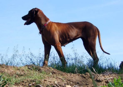 Rhodsk ridgeback