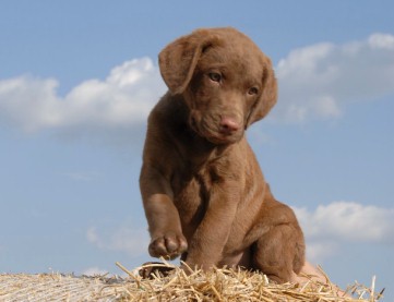 tata Chesapeake bay retrievera