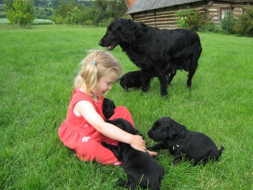 FLAT COATED RETRIEVER