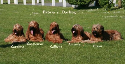 Briard - plav ttka