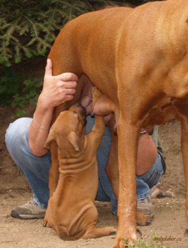 rhodesky ridgeback- tn