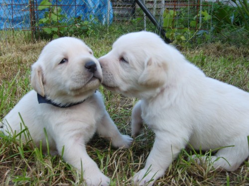 tata labradora