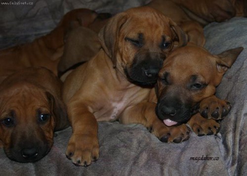 rhodesky ridgeback- tn