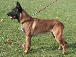 Malinois-tata spp.