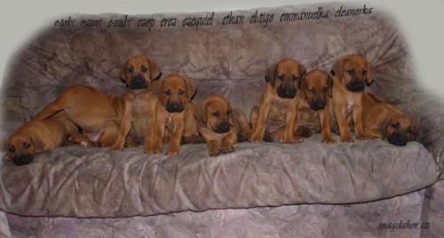 rhodesky ridgeback tn