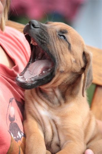 rhodesky ridgeback- tn