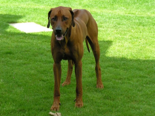 rhodesky ridgeback- tn