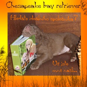 Hnd retriever- Chesapeake bay retriever .