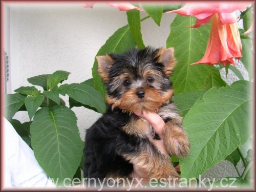 Yorkshire terrier