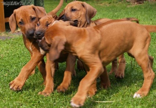 rhodesky ridgeback- tn