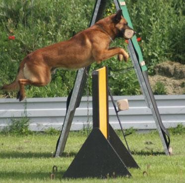 BELGICK OVK MALINOIS  Okie Malidaj x Gino von den kleinen Helden