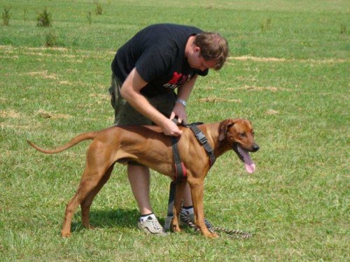 rhodesky ridgeback- tn