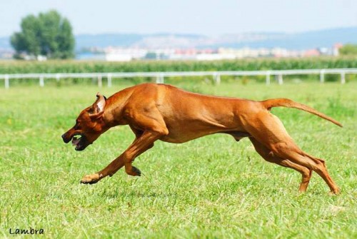 rhodesky ridgeback- tn