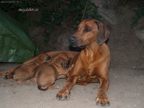 Rhodesian ridgeback