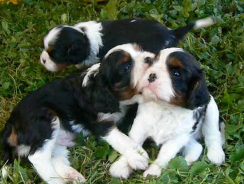 tata Cavalier King Charles Spaniel